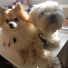 Liska et houpette profile