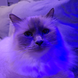 Delphine profile