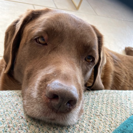 Teddy profile
