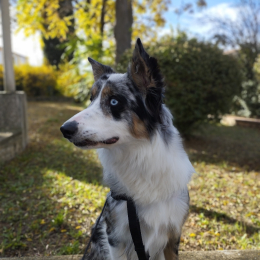 Tess profile