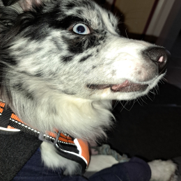 Valka profile