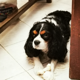 Loucky profile