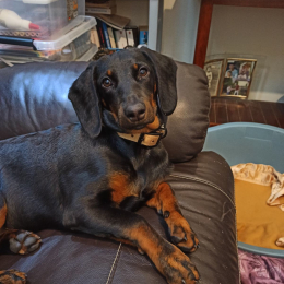 Udji profile