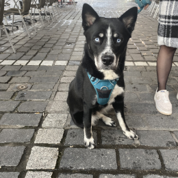 Siska profile