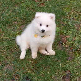 Ryko profile