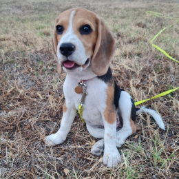 Texa profile