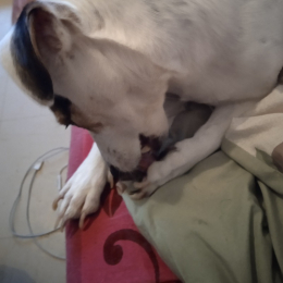 Lola profile