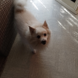 Scampy profile