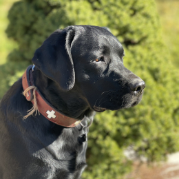 Spencer profile