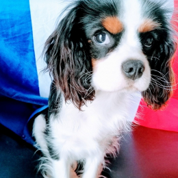 Rasta profile