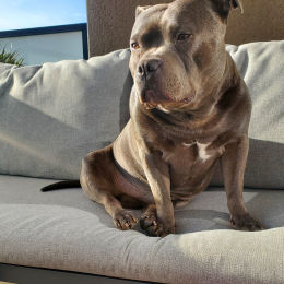 Néron profile