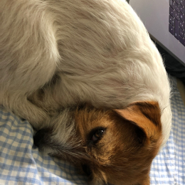 Romy profile