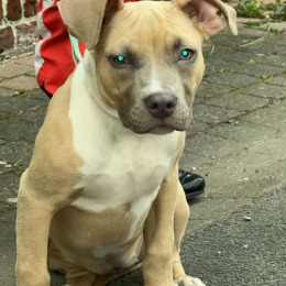 Vaya profile