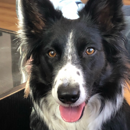 Cookie profile