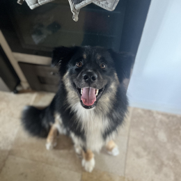 Warwick profile