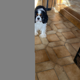 Hugo profile