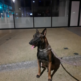 Rock un malinois profile