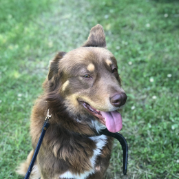 Patoche profile