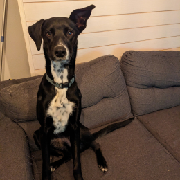 Doggo profile
