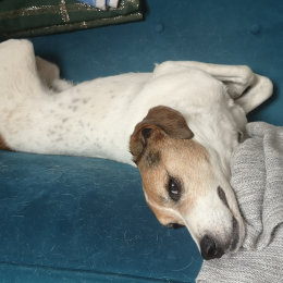 Nobby profile