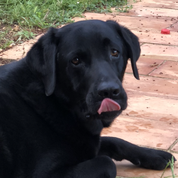 Paco profile