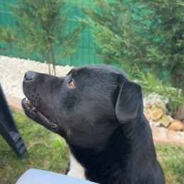Alpha profile