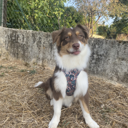 Siena profile