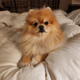 Simba profile