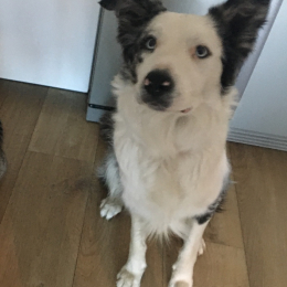 Patou profile