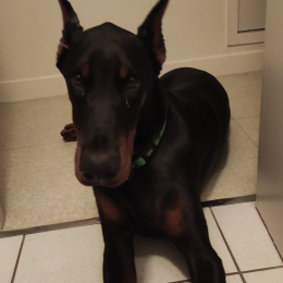 Doggo profile