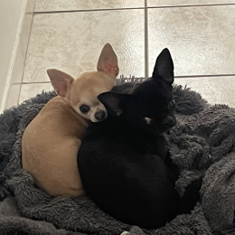 Rio et tina profile