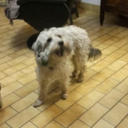 Gricha et chernika profile