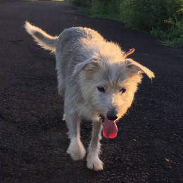 Doggo profile