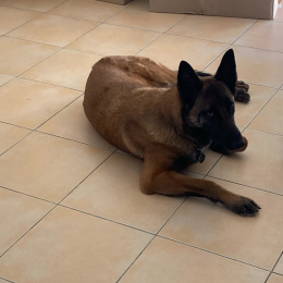 Chien profile