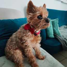 Chipie profile