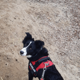 Safy profile