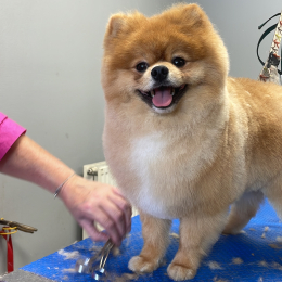 Joy et tokyo profile