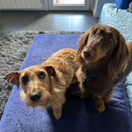 Gilda e prince profile