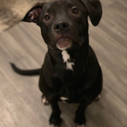 Bart profile