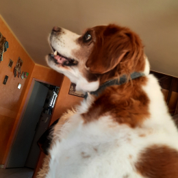Doggo profile