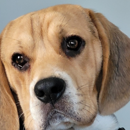 Stanley profile