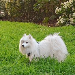Gekkô profile
