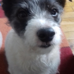 Elvis  profile