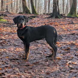 Vesper profile