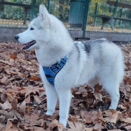 Najma profile