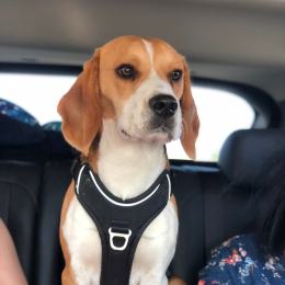 Snoopy profile