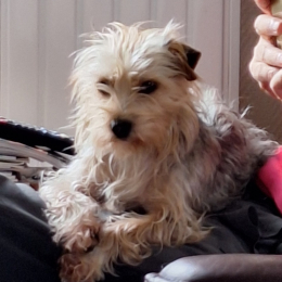 Choupette profile