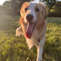 Taco profile