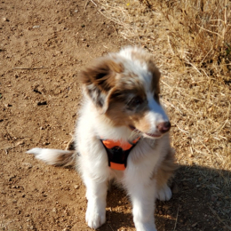 Pongo profile