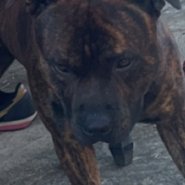 Thor profile